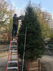 Setting up the trees