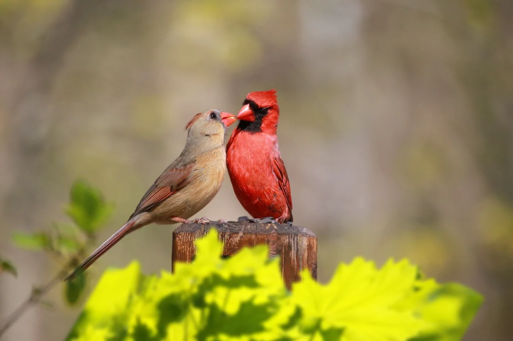 Male Northern cardinal feeding a female beak to beak
