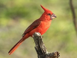 Male Vermillion cardinal