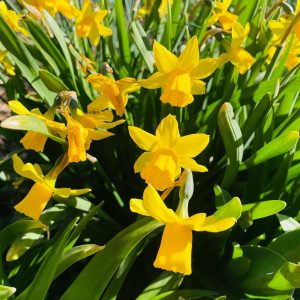 Daffodils galore